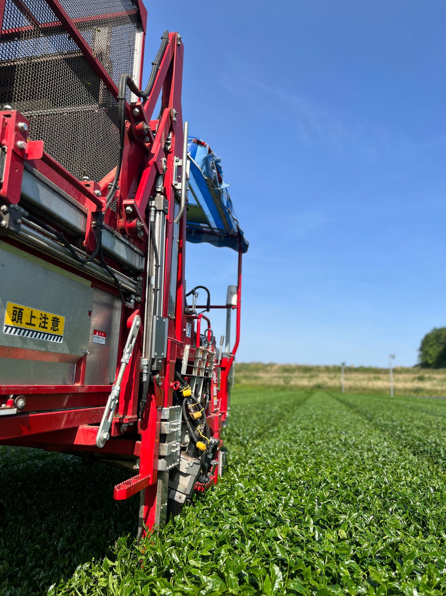 Teishu Handmade Matcha Koyama 20g