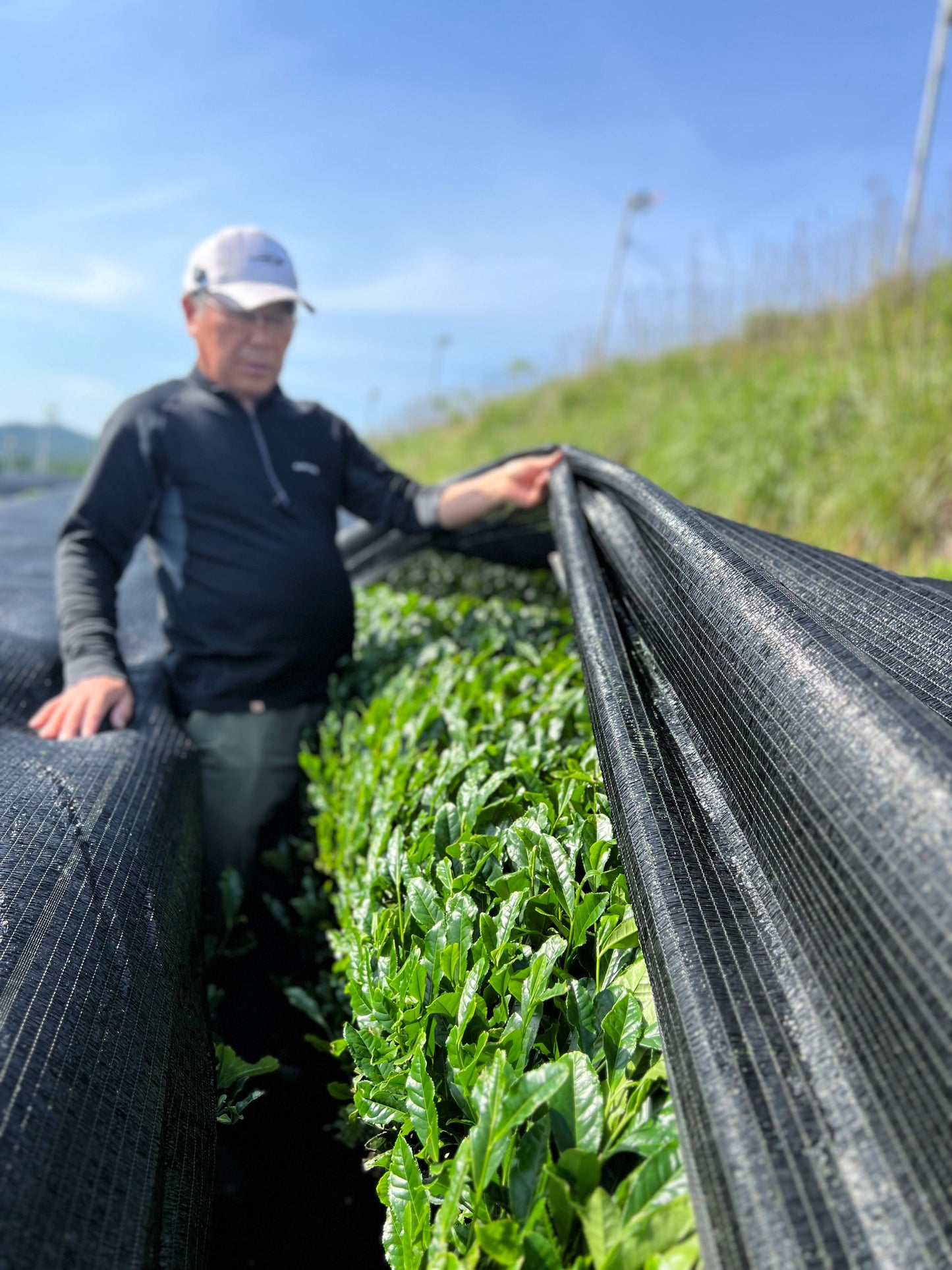 Teishu Handmade Matcha Koyama 20g